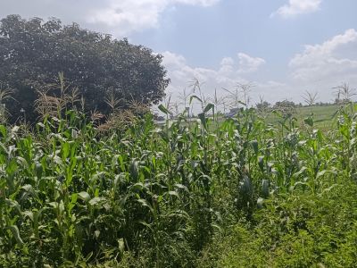 Prime 50x100 Plot for Sale Along Mugutha Road 